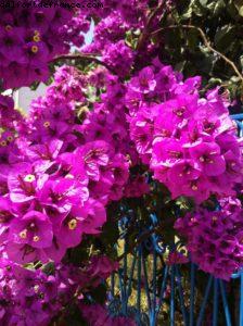Sidi Bou Said - Tunisie - Notre 8eme croisière RSVP (à bord du Nieuw Amsterdam)