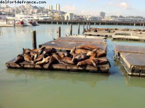 Pier 39-Fisherman'wharf - San Francisco