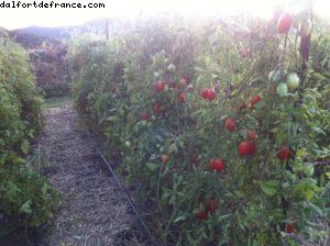 Yountville - Napa Valley