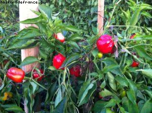 French Laundry - Yountville - Napa Valley