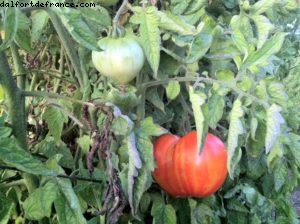 French Laundry - Yountville - Napa Valley