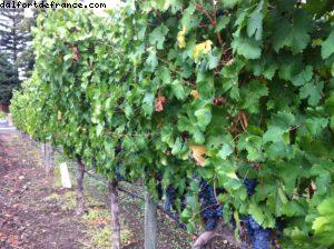 Phelps Vignoble - Napa Valley