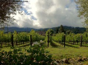 Spottswoode Vignoble - Napa Valley