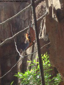 Animal Kingdom - Walt Disney World