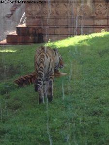 Animal Kingdom - Walt Disney World