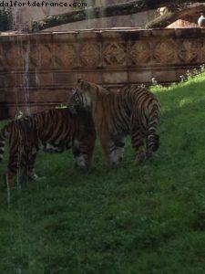 Animal Kingdom - Walt Disney World