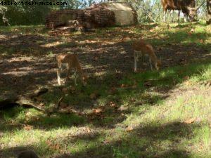 Animal Kingdom - Walt Disney World