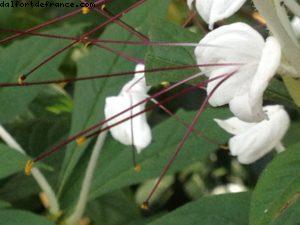 Animal Kingdom - Walt Disney World