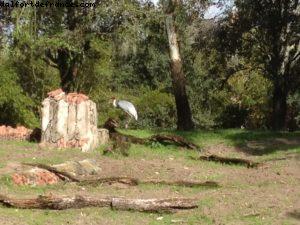 Animal Kingdom - Walt Disney World