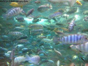 Animal Kingdom - Walt Disney World