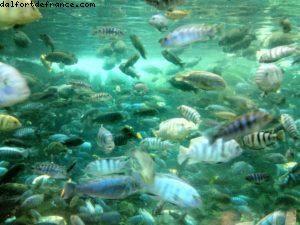 Animal Kingdom - Walt Disney World