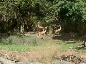 Animal Kingdom - Walt Disney World