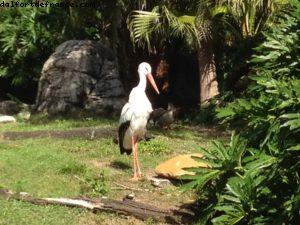 Animal Kingdom - Walt Disney World