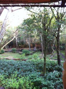 Animal Kingdom - Orlando