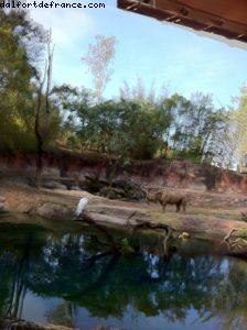 Animal Kingdom - Orlando