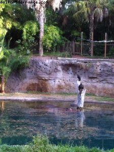 Animal Kingdom - Orlando