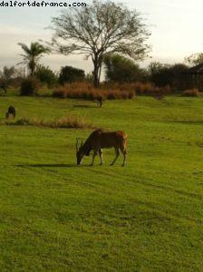 Animal Kingdom - Orlando