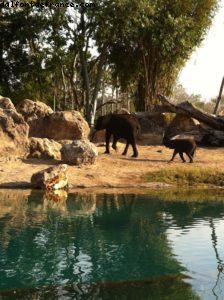 Animal Kingdom - Orlando