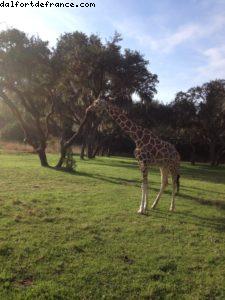 Animal Kingdom - Orlando