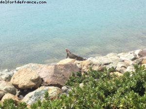 Charlotte Amalie - îles vierges US - Notre 9eme croisière RSVP (à bord du Nieuw Amsterdam)