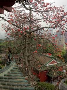 Parc Yuexiu - Canton, Chine 