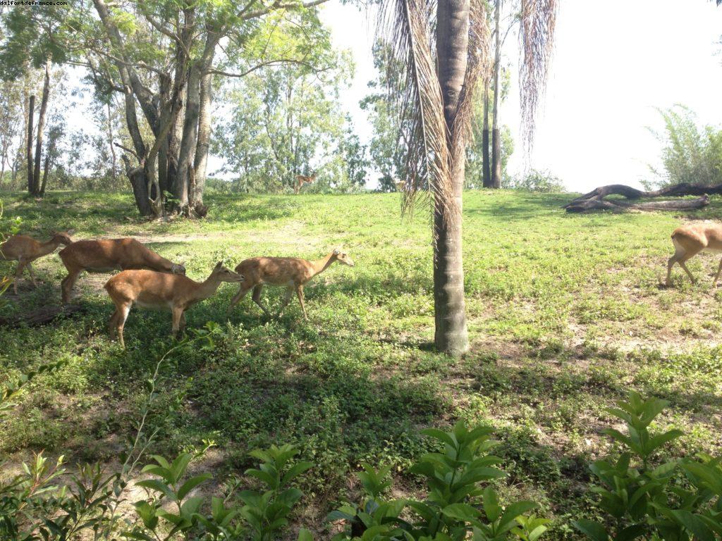 Animal Kingdom - Walt Disney World