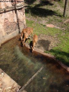 Animal Kingdom - Walt Disney World