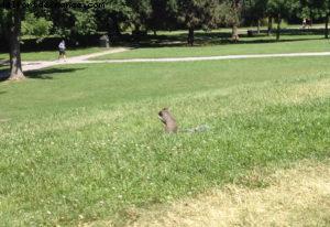 Parc du Mont Royal - Montréal