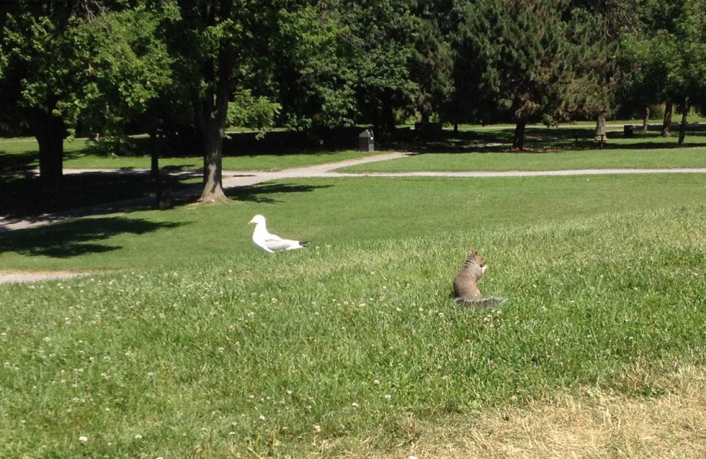 Parc du Mont Royal - Montréal