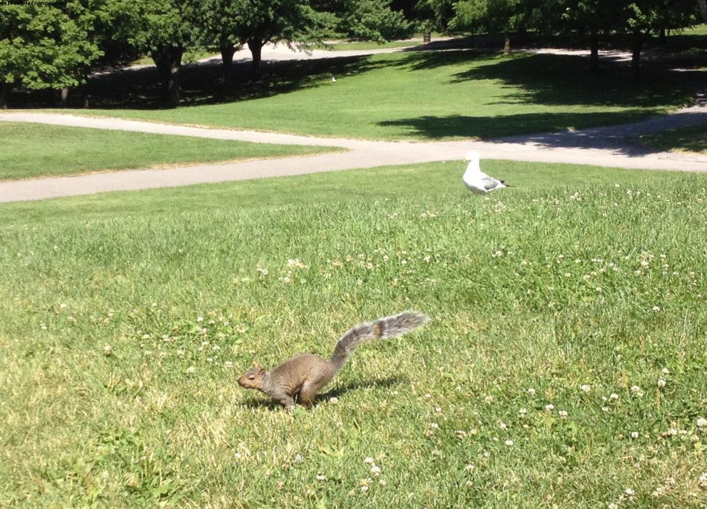 Parc du Mont Royal - Montréal