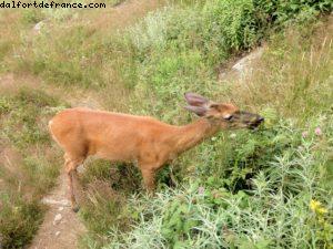 Randonnée au Mont Tremblant