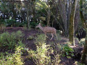 Animal Kingdom - Walt Disney World