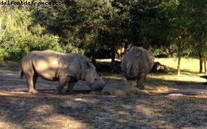 Animal Kingdom - Walt Disney World