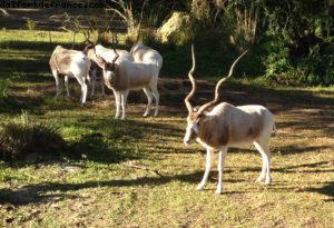 Animal Kingdom - Walt Disney World