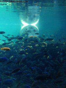 Animal Kingdom - Walt Disney World