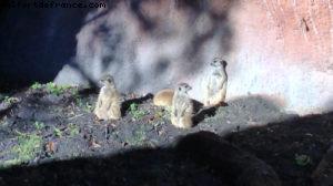 Animal Kingdom - Walt Disney World