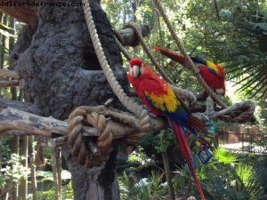 Animal Kingdom - Walt Disney World