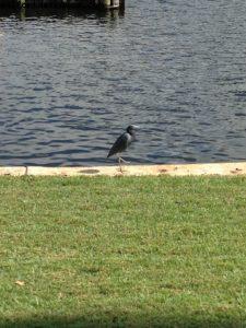 Swan and Dolphin Hotel - Walt Disney World