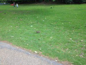 Après-midi à Londres