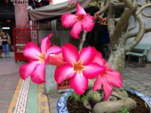 Hoi An - Notre 45eme croisière Atlantis (à bord du Celebrity Millenium) 