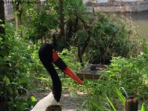 Animal Kingdom - Walt Disney World