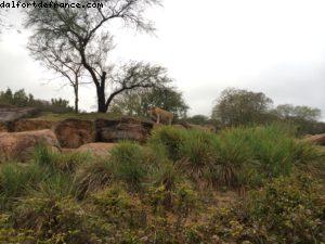 Animal Kingdom - Walt Disney World