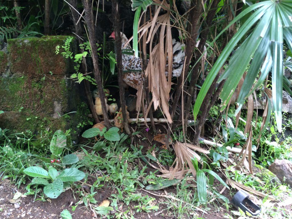 Sembiran - Bali - Our 50th Atlantis cruise (Celebrity Equinox)