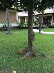 Dorian tree - Puri Bagus Lovina Resort - Lovina - Bali - Our 50th Atlantis cruise (Celebrity Equinox)