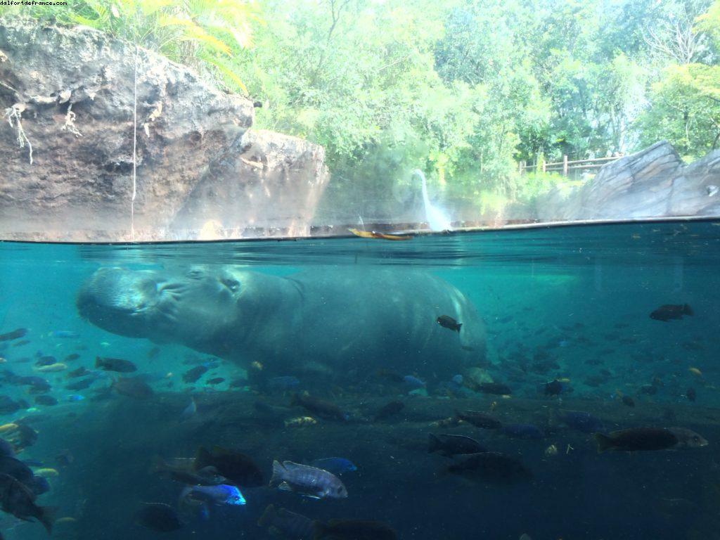 Animal Kingdom - Walt Disney World