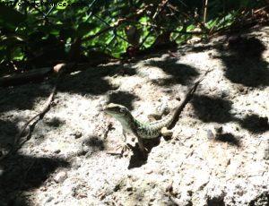 Capri - Notre 50eme croisière Atlantis (à bord du Celebrity Equinox)