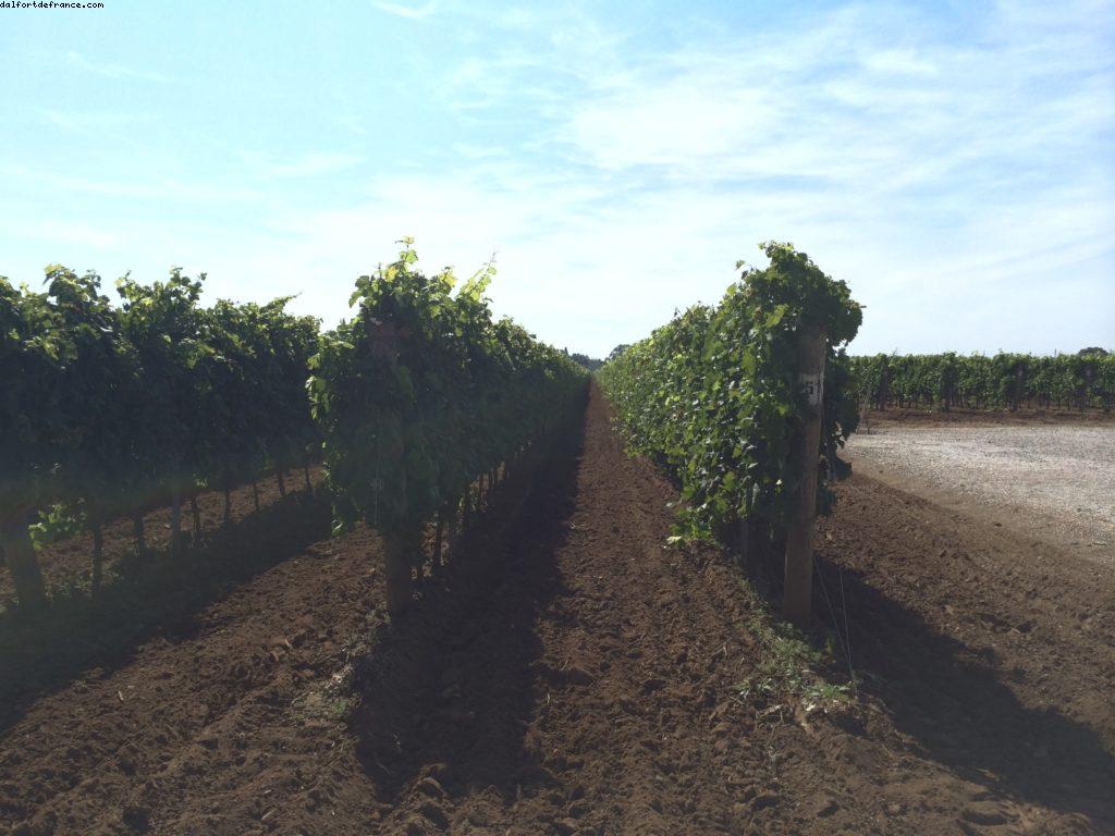Fattoria Terre del Marsesato - Vignoble -Bolgheri - Notre 50eme croisière Atlantis (à bord du Celebrity Equinox)
