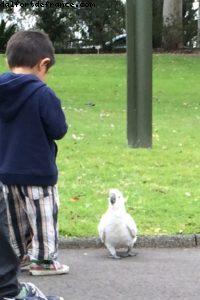 Cacatoès - Jardin botanique - Sydney