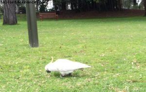 Cacatoès - Jardin botanique - Sydney