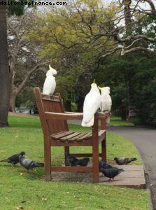 Cacatoès - Jardin botanique - Sydney